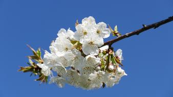 Branch Flower Tree Cherry