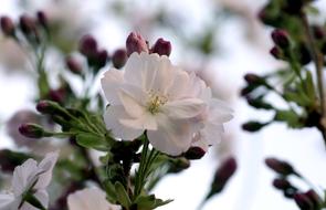 Prunus Flower Plant