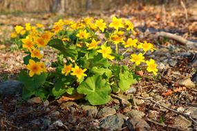 Marigold Yellow Flowers Spring