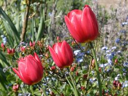 Flower Nature Plant