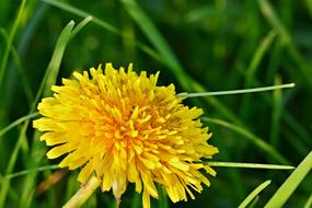 yellow dandelion with green grass