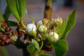 Pear Blossom Bloom