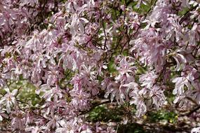 Magnolia Tree Pink