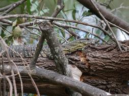 Goanna Lizard Australia