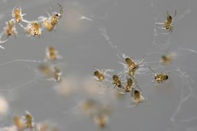 Nature Spider Insect