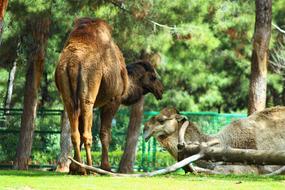 Nature Animals Mammals