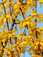 Outdoors Nature Plant