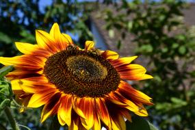 Sunflower Flower Summer