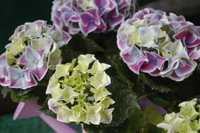 Flower Nature Floral