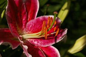 Lily Flower Blossom