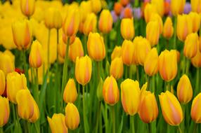 Tulips Keukenhof Flower