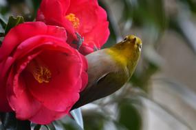 Flowers Natural Plant