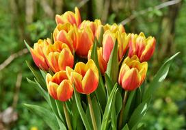 Tulip Bouquet Blossom