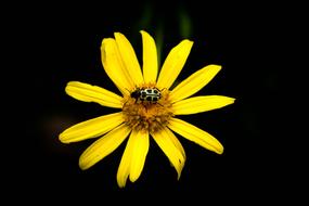 Flower Nature No
