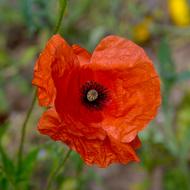 Flower Plant Poppy