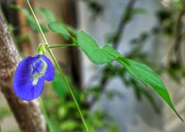 Clitoria Ternatea Butterfly Pea