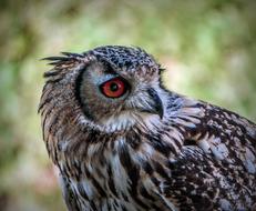 an owl with big red eyes