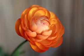 Ranunculus Flower Blossom