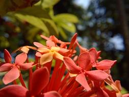 Flower Nature Flora