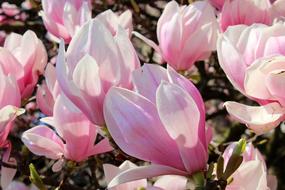 Magnolia Tree Spring Pink