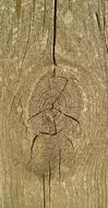 Pattern Tree Nature