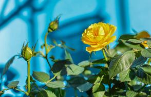 Flower Nature Leaf