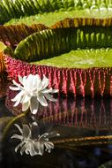 Nature Pond Water Lily
