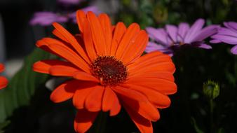 Flower Flora Nature
