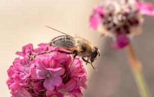 Hoverfly Extension Fly Syrphidae
