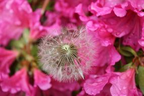Nature Flower Flora