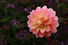 Flower Petal Blossom