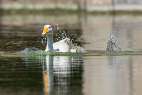 Domestic Duck Water Splash
