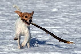happy dog with a stick