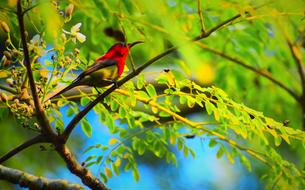 Nature Bird Tree