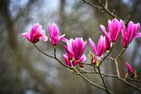 Magnolia Flower Shrub