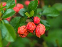 Flower Leaves Rain