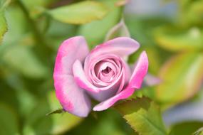 Rose Pink Flower