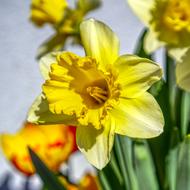 Flower Narcissus