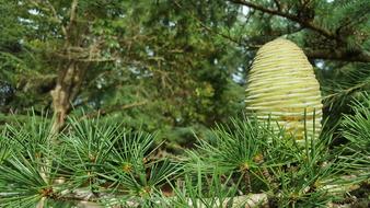 Pine Cone Tree
