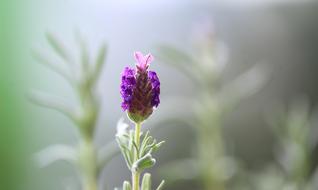 Lavender Flower Blossom
