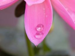 Dew Flower Drop
