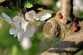 Nature Tree Apple Pirus Malus