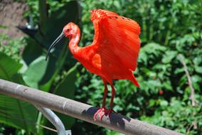 Red ibis on the pipe