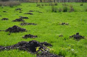 Grass Nature Landscape