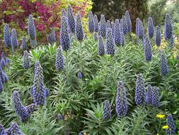 Flower Nature Plant