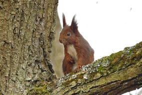 Nature Tree The Squirrel