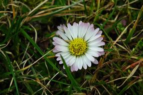 Nature Plant Lawn