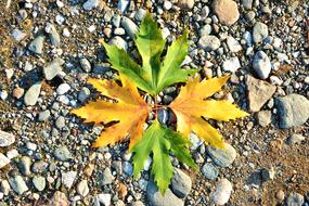 Autumn Season Nature