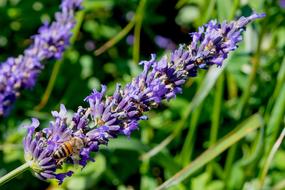 Lavender Bee Close Up