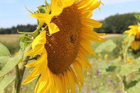 Sunflower Summer Field